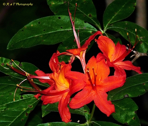 {Rhododendron cumberlandense}